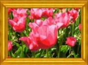 Тюльпаны ("Каролинка")